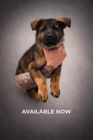 Thunder Vom Donner, a male German Shepherd Dog for sale in Miami Lakes, FL – Photo 2 of 10