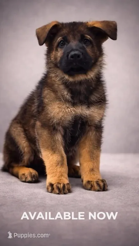 Thunder Vom Donner – German Shepherd Dog puppy for sale in Miami Lakes, FL