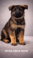 Thunder Vom Donner, a male German Shepherd Dog for sale in Miami Lakes, FL – Photo 1 of 10