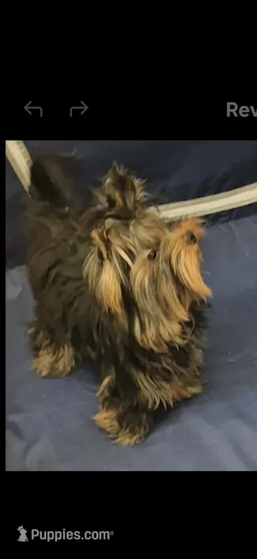 Asherjustin – Yorkshire Terrier puppy for sale in Forest Park, GA