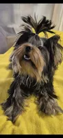 Asherjustin, a male Yorkshire Terrier for sale in Forest Park, GA – Photo 4 of 9