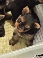 Carmel, a female Yorkshire Terrier for sale in Forest Park, GA – 3 of 10