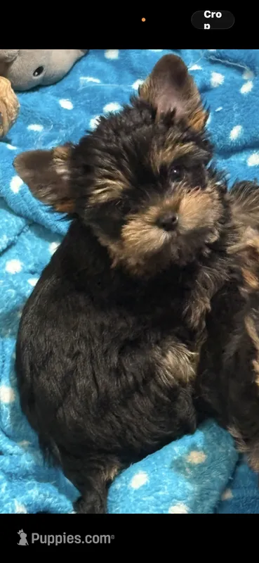 Carmel – Yorkshire Terrier puppy for sale in Forest Park, GA