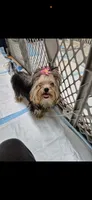 Cupcake, a female Yorkshire Terrier for sale in Forest Park, GA – Photo 2 of 4