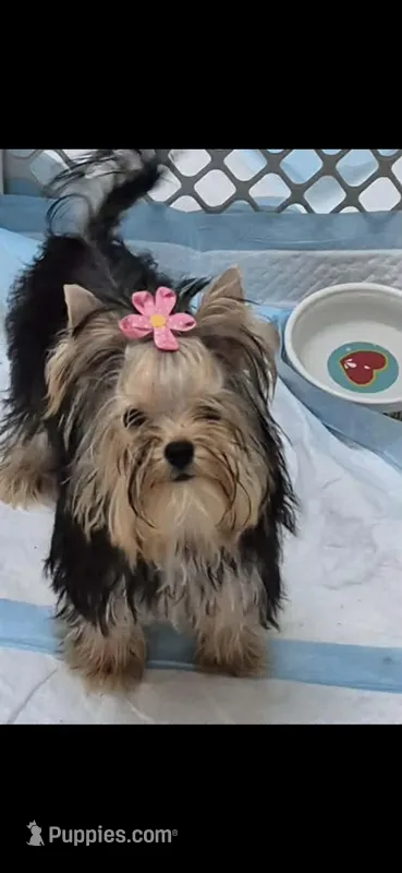Cupcake – Yorkshire Terrier puppy for sale in Forest Park, GA