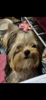 Cupcake, a female Yorkshire Terrier for sale in Forest Park, GA – Photo 3 of 4