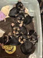 Carmel, a female Yorkshire Terrier for sale in Forest Park, GA – 7 of 10