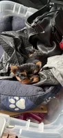 Carmel, a female Yorkshire Terrier for sale in Forest Park, GA – 6 of 10