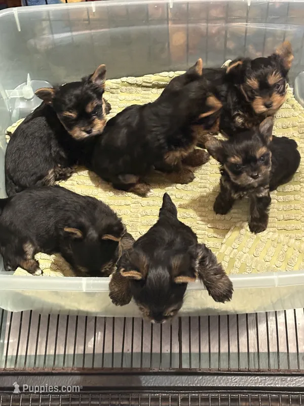 Carmel – Yorkshire Terrier puppy for sale in Forest Park, GA
