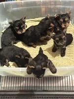 Carmel, a female Yorkshire Terrier for sale in Forest Park, GA – 1 of 10
