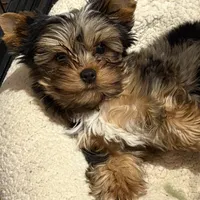 Smudge, a male Yorkshire Terrier for sale in Forest Park, GA – Photo 2 of 10