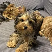 Smudge, a male Yorkshire Terrier for sale in Forest Park, GA – Photo 7 of 10