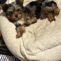 Smudge, a male Yorkshire Terrier for sale in Forest Park, GA – Photo 10 of 10