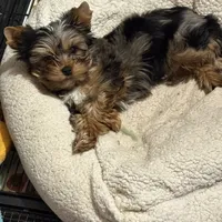 Smudge, a male Yorkshire Terrier for sale in Forest Park, GA – Photo 1 of 10