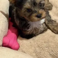 Smudge, a male Yorkshire Terrier for sale in Forest Park, GA – Photo 6 of 10