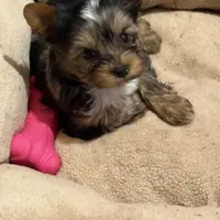 Smudge, a male Yorkshire Terrier for sale in Forest Park, GA – Photo 4 of 10