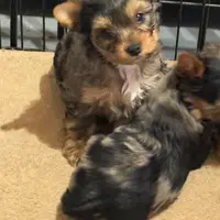 Smudge, a male Yorkshire Terrier for sale in Forest Park, GA – Photo 5 of 10