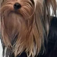 Smudge, a male Yorkshire Terrier for sale in Forest Park, GA – Photo 8 of 10