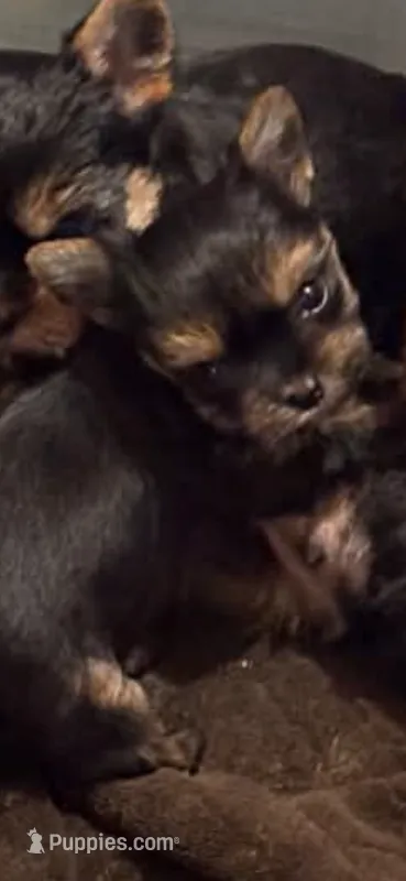 Carmel – Yorkshire Terrier puppy for sale in Forest Park, GA