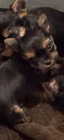 Carmel, a female Yorkshire Terrier for sale in Forest Park, GA – 5 of 10