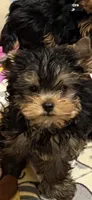 Polo , a male Yorkshire Terrier for sale in Forest Park, GA – 3 of 3