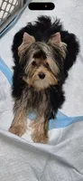 Asherjustin, a male Yorkshire Terrier for sale in Forest Park, GA – Photo 5 of 9