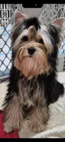 Asherjustin, a male Yorkshire Terrier for sale in Forest Park, GA – Photo 7 of 9
