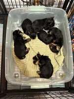 Carmel, a female Yorkshire Terrier for sale in Forest Park, GA – 2 of 10