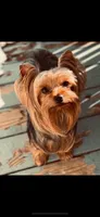 Carmel, a female Yorkshire Terrier for sale in Forest Park, GA – 8 of 10