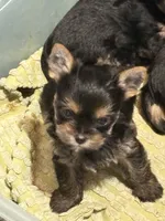 Carmel, a female Yorkshire Terrier for sale in Forest Park, GA – 4 of 10