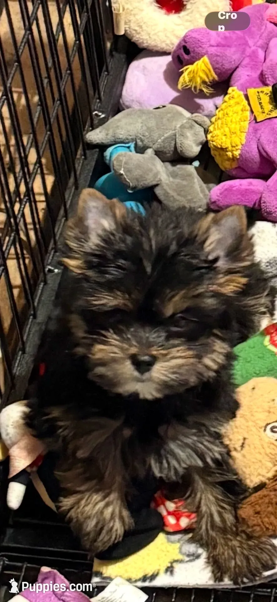 Polo , a male Yorkshire Terrier for sale in Forest Park, GA – 2 of 3
