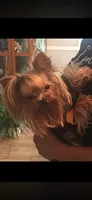 Carmel, a female Yorkshire Terrier for sale in Forest Park, GA – 9 of 10