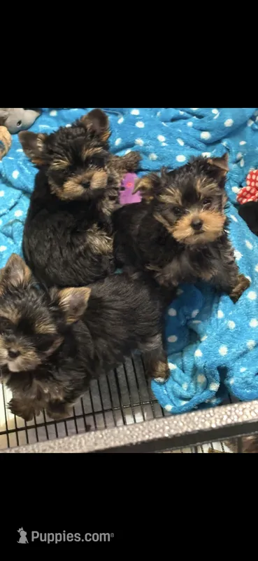 Polo  – Yorkshire Terrier puppy for sale in Forest Park, GA