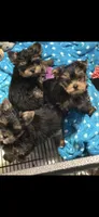Polo , a male Yorkshire Terrier for sale in Forest Park, GA – 1 of 3