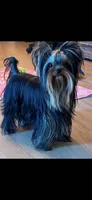 Carmel, a female Yorkshire Terrier for sale in Forest Park, GA – 10 of 10