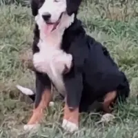 May flowers, a  Bernese Mountain Dog for sale in Millerton, PA – 1 of 1