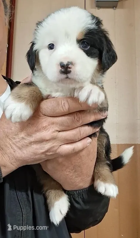 New Year 2026 – Bernese Mountain Dog puppy for sale in Millerton, PA