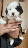  Year 2026, a  Bernese Mountain Dog for sale in Millerton, PA – 1 of 1