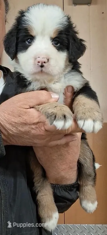 23 years – Bernese Mountain Dog puppy for sale in Millerton, PA