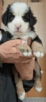 23 years, a  Bernese Mountain Dog for sale in Millerton, PA – 1 of 1