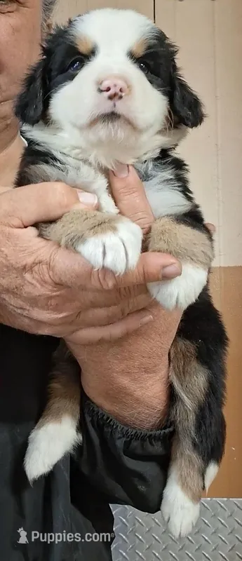 Year 2026 – Bernese Mountain Dog puppy for sale in Millerton, PA
