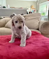 Simba, a male Goldendoodle for sale in Daphne, AL – 1 of 1