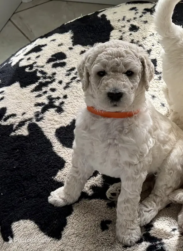 Cooper – Goldendoodle puppy for sale in Daphne, AL