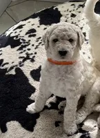 Cooper, a male Goldendoodle for sale in Daphne, AL – 1 of 1