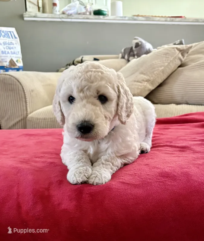Revere – Goldendoodle puppy for sale in Daphne, AL