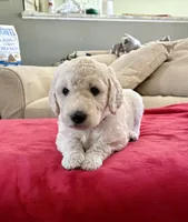 Revere, a male Goldendoodle for sale in Daphne, AL – 1 of 1