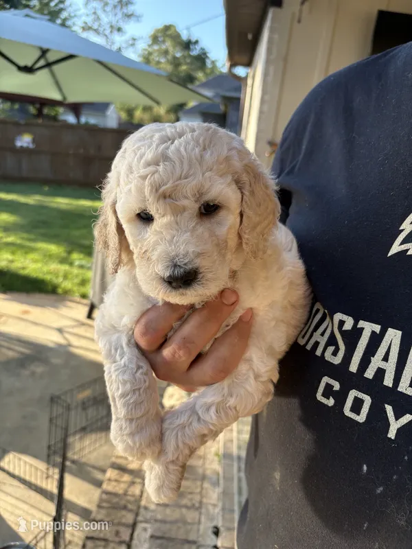 Kashmir “Kash”  – Goldendoodle puppy for sale in Daphne, AL