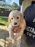 Kashmir “Kash” , a male Goldendoodle for sale in Daphne, AL – 1 of 1
