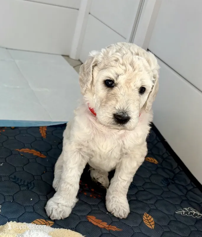 Rocky – Goldendoodle puppy for sale in Daphne, AL