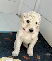 Rocky, a male Goldendoodle for sale in Daphne, AL – 1 of 1
